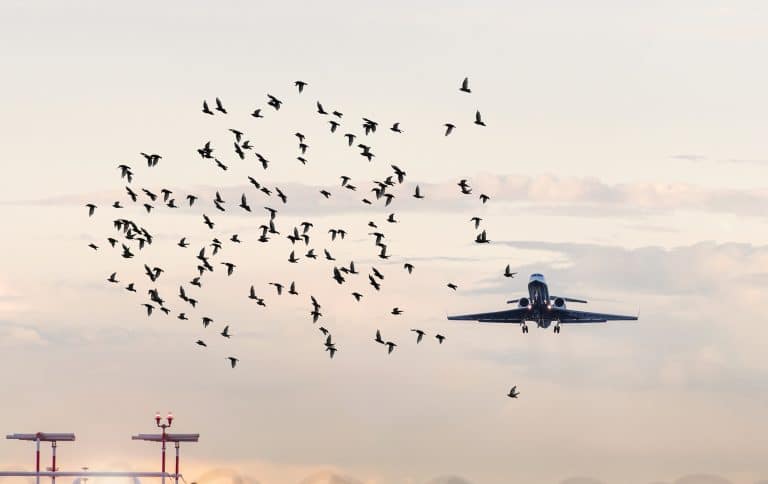 Bird strikes on planes
